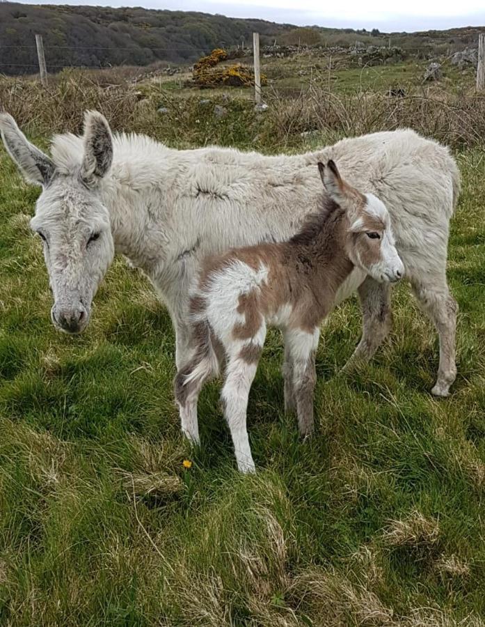 Granny Dens Villa Donegal Town Bagian luar foto